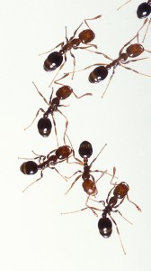 Jersey Green Pest control ants