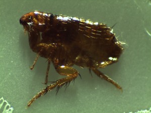 Jersey Green Pest Control Flea