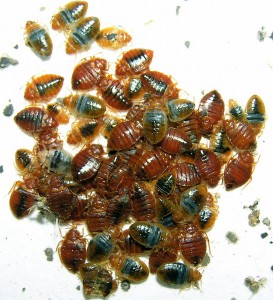 Jersey Green Pest Control Bed Bugs