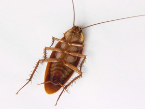 Jersey Green Pest Control cockroach