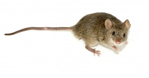 Jersey Green Pest Control Mice